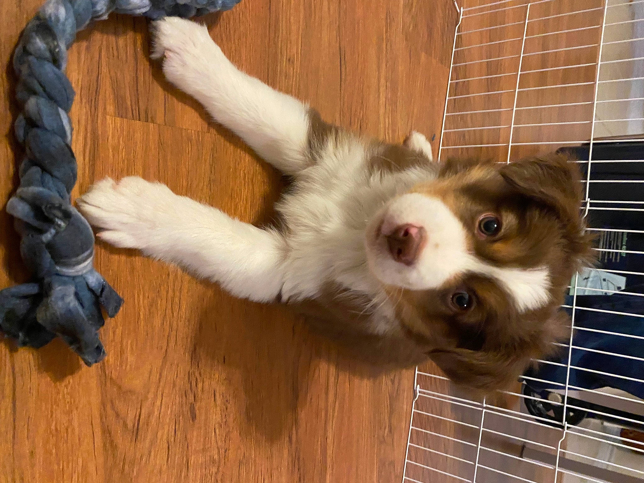 Harvey is registered to the contest to win money with this photo: canidae, carnivore, companion_dog, dog_breed, domestic_short_haired_cat, fawn, felidae, flooring, fur, hardwood, kennel, mesh, paw, pet_supply, service, small_to_medium_sized_cats, sporting_group, tail, whiskers, wood