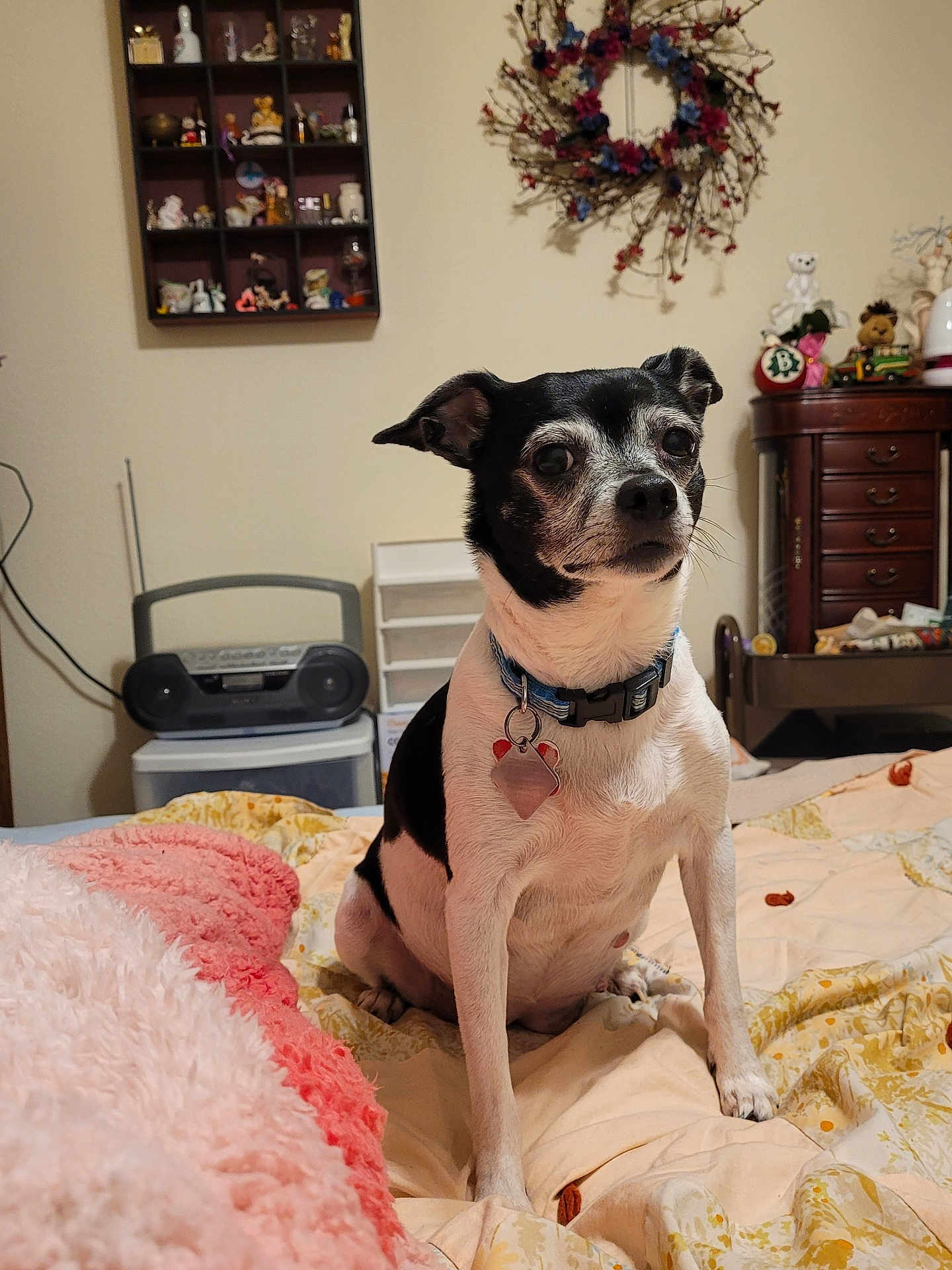 Bridget joined the competition — help win amazing prizes! dog, pet, small_dog, black_and_white_dog, bed, blanket, pink_blanket, floral_bedspread, collar, tag, indoor, bedroom, wreath, shelf, figurine, dresser, radio, sitting, curious_expression, cozy