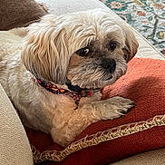 Stella joined the competition — help win amazing prizes! dog, small_dog, fluffy, couch, cushion, indoor, pet, home, carpet, decor, relaxed, seated, fur, collar, orange_cushion, beige_couch, close_up, animal, companion, cute