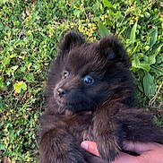 Mia a rejoint le concours — aidez-le/la à gagner de superbes lots ! adorable, animal, black_fur, cute, dog, eyes, fur, grass, greenery, hand, holding, nature, outdoor, person, pet, playful, puppy, ring, small, young_dog