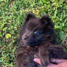 adorable, animal, black_fur, cute, dog, eyes, fur, grass, greenery, hand, holding, nature, outdoor, person, pet, playful, puppy, ring, small, young_dog