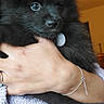 Mia a rejoint le concours — aidez-le/la à gagner de superbes lots ! puppy, dog, black_fur, fluffy, pet, indoor, human_hand, bracelet, sweater, cozy, closeup, adorable, animal, companion, cute, young_dog, portrait, warm_lighting, furry, holding