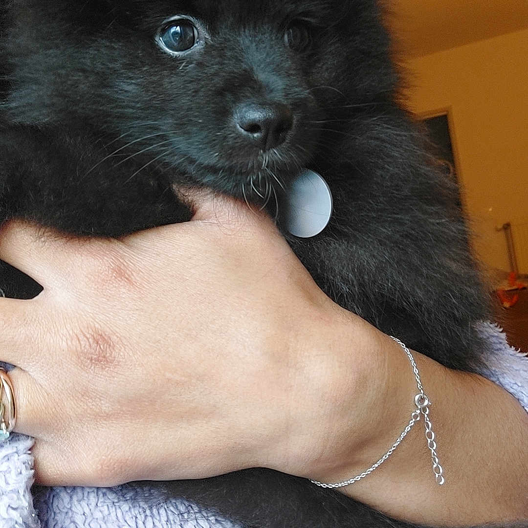 Mia a rejoint le concours — aidez-le/la à gagner de superbes lots ! puppy, dog, black_fur, fluffy, pet, indoor, human_hand, bracelet, sweater, cozy, closeup, adorable, animal, companion, cute, young_dog, portrait, warm_lighting, furry, holding