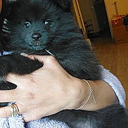 Mia a rejoint le concours — aidez-le/la à gagner de superbes lots ! puppy, black_dog, fluffy, pet, animal, hand, person, indoors, robe, cozy, fur, cute, young_dog, holding, living_room, door, wooden_floor, bracelet, ring, closeup