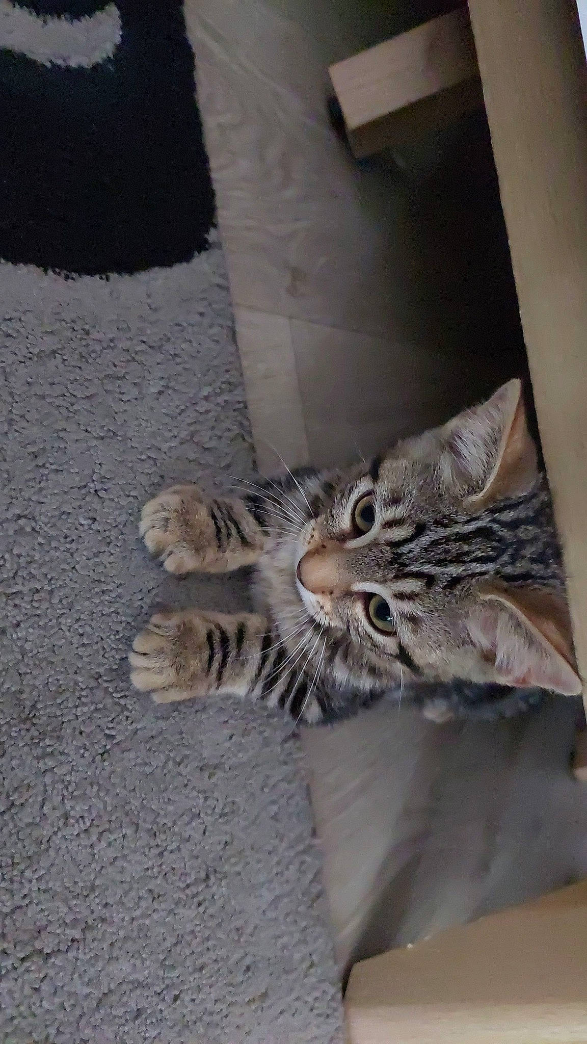 Lana participe au concours pour gagner de l'argent avec cette photo : carnivore, cat, claw, comfort, domestic_short_haired_cat, door, felidae, flooring, foot, fur, grey, hardwood, paw, road_surface, small_to_medium_sized_cats, snout, tail, terrestrial_animal, whiskers, wood