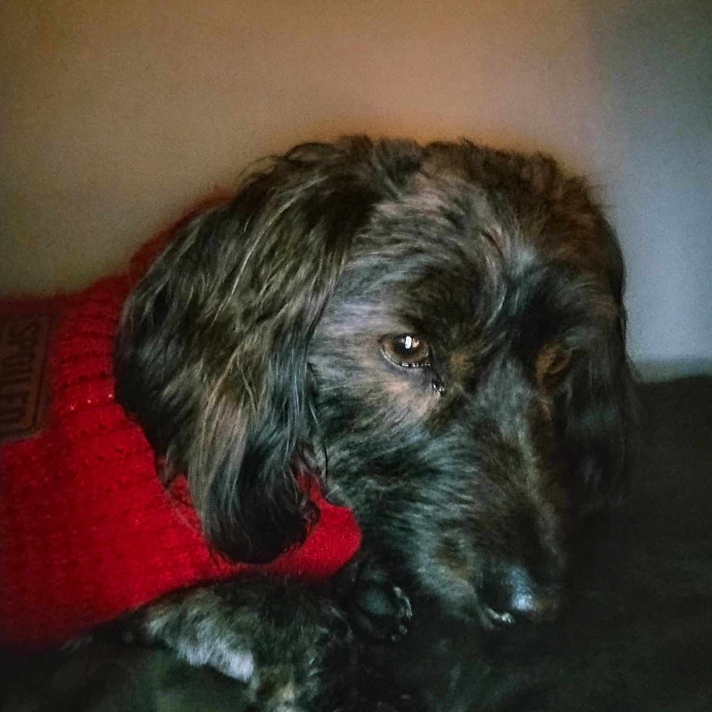 Max is registered to the contest to win money with this photo: animal, canine, closeup, companion, cozy, cute, dark_background, dog, fur, indoor, long_hair, looking_away, mammal, paw, pet, portrait, red_sweater, relaxed, resting, warm_clothing