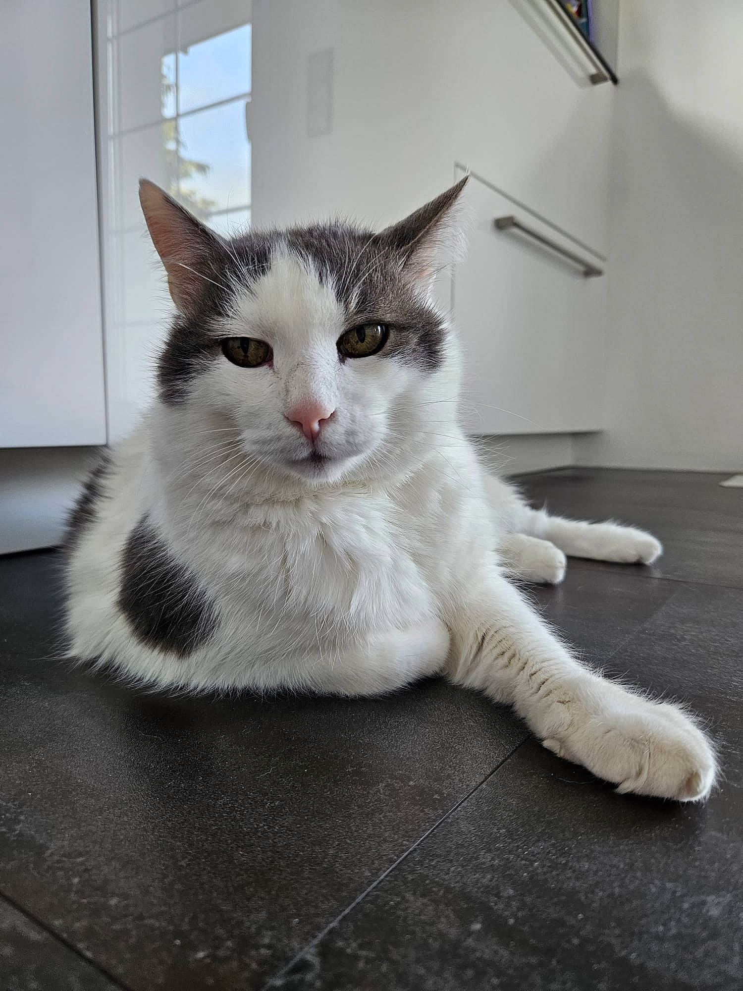 Doudou participe au concours pour gagner de l'argent avec cette photo : box, carnivore, cat, claw, comfort, domestic_short_haired_cat, felidae, flooring, fur, grey, hardwood, paw, sitting, small_to_medium_sized_cats, snout, tail, whiskers, window