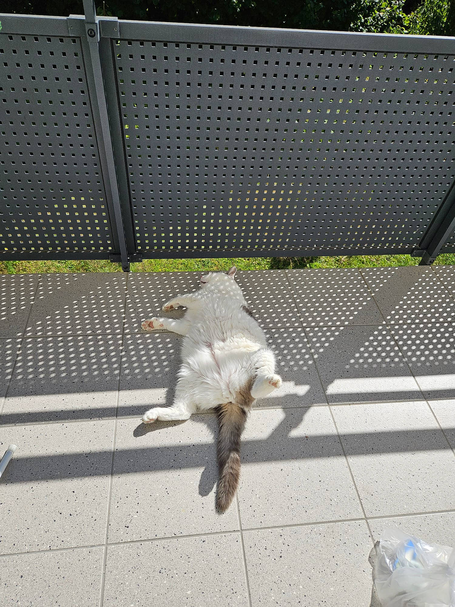 Doudou participe au concours pour gagner de l'argent avec cette photo : asphalt, beak, bird, chain_link_fencing, feather, felidae, fence, grass, home_fencing, mesh, plant, road, road_surface, sidewalk, small_to_medium_sized_cats, snout, tail, tree, wing, wire_fencing