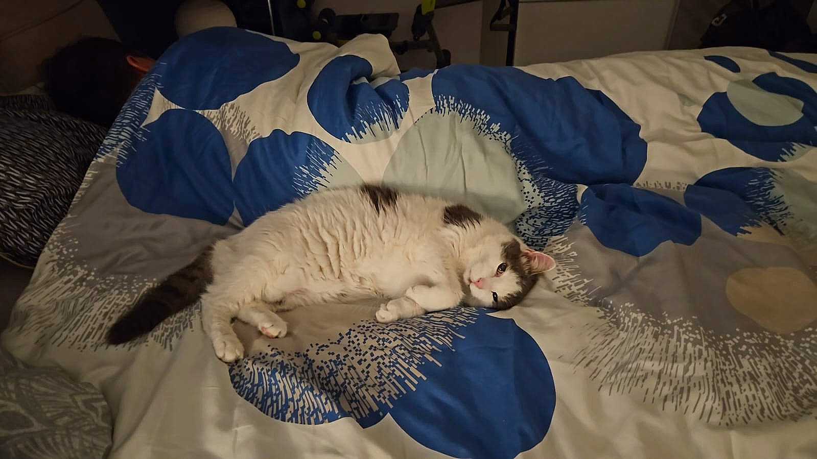 Doudou participe au concours pour gagner de l'argent avec cette photo : bed, bed_sheet, bedding, canidae, carnivore, cat, comfort, companion_dog, domestic_short_haired_cat, duvet, fawn, felidae, fur, linens, paw, room, small_to_medium_sized_cats, tail, textile, whiskers