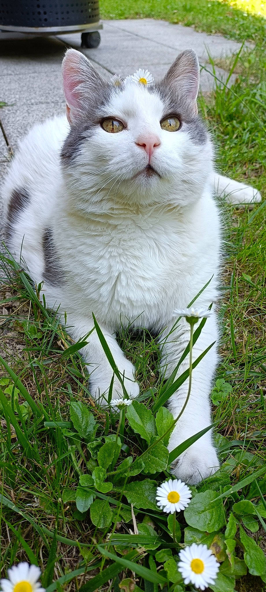 Doudou participe au concours pour gagner de l'argent avec cette photo : carnivore, cat, domestic_short_haired_cat, felidae, fur, grass, grass_family, grassland, groundcover, herbaceous_plant, plant, small_to_medium_sized_cats, tail, terrestrial_animal, tree, whiskers