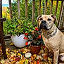 Roscoe joined the competition — help win amazing prizes! dog, autumn_leaves, potted_plants, wooden_deck, outdoor, fall, greenery, orange_leaves, brown_fur, collar, pet, nature, fence, plant_pot, rocks, leaf_litter, garden, canine, seasonal, fall_foliage