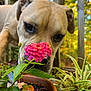 Roscoe joined the competition — help win amazing prizes! dog, flower, plant, pot, outdoor, wooden_deck, leaf, autumn, nature, close_up, sniffing, greenery, pink_flower, pet, animal, background_blur, fall, garden, curious, summer