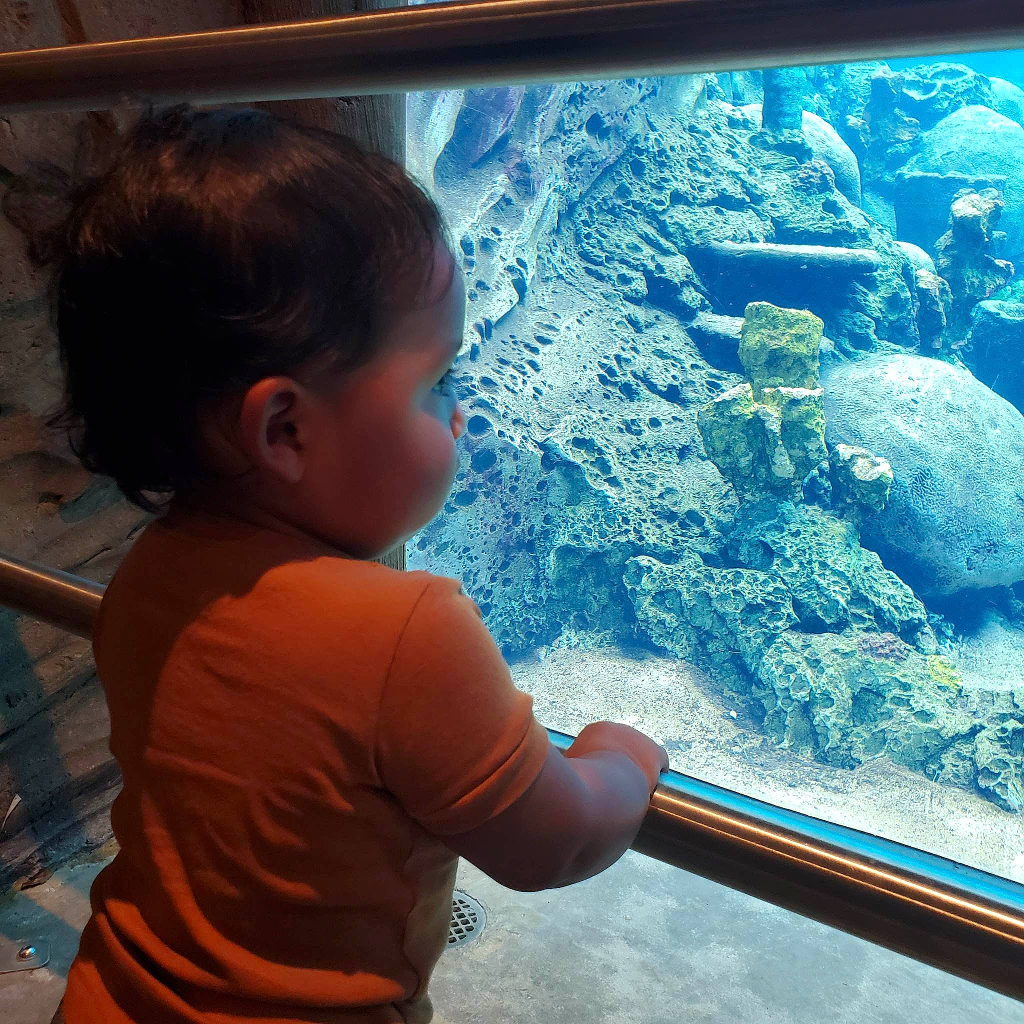 Orion joined the competition — help win amazing prizes! aquarium, baby, blue, child, electric_blue, fun, glass, happy, leisure, mammal, marine_biology, ocean, person, reef, t_shirt, toddler, travel, underwater, vertebrate, water