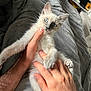 kitten, cat, blue_eyes, hands, furry, pet, indoor, blanket, cozy, cute, animal, feline, small, resting, domestic, soft, white_fur, gray_background, person, holding