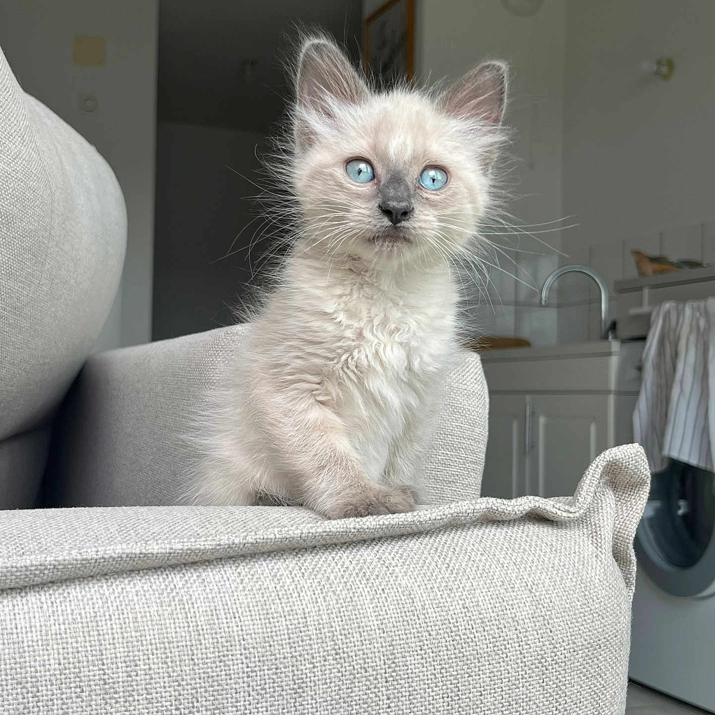 Loki participe au concours pour gagner de l'argent avec cette photo : animal, appliance, beige, blue_eyes, cat, couch, curious, cute, face, fluffy, furniture, home, indoor, kitchen, kitten, modern, pet, sitting, small, whiskers