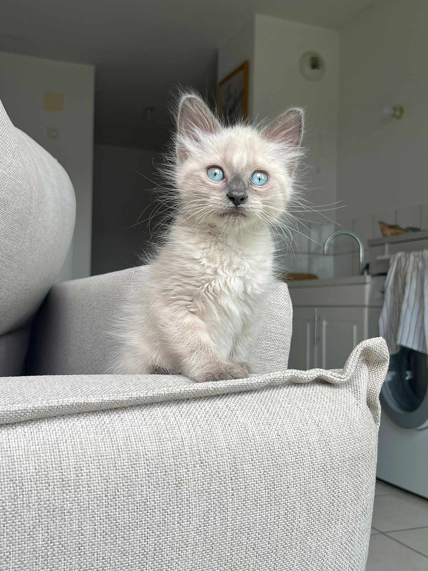 Loki