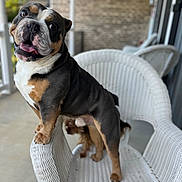 Escobar is registered to the contest to win money with this photo: bulldog, dog, white_wicker_chair, porch, outdoor, pet, animal, playful, happy, tongue_out, furniture, two_dogs, small_dog, brown_and_white, black_and_tan, domestic_animal, companions, cute, friendly, curious