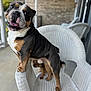 bulldog, dog, white_wicker_chair, porch, outdoor, pet, animal, playful, happy, tongue_out, furniture, two_dogs, small_dog, brown_and_white, black_and_tan, domestic_animal, companions, cute, friendly, curious