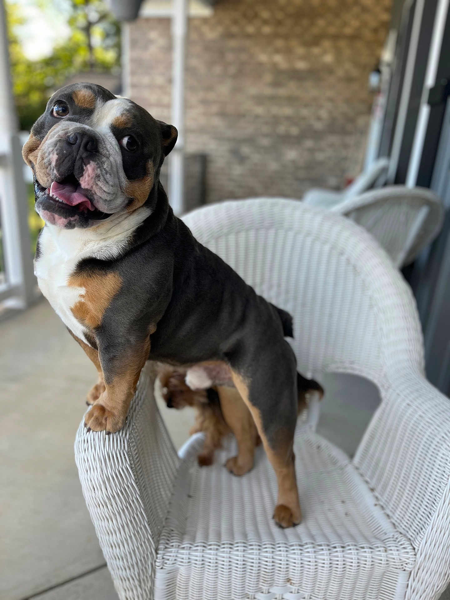 Escobar is registered to the contest to win money with this photo: bulldog, dog, white_wicker_chair, porch, outdoor, pet, animal, playful, happy, tongue_out, furniture, two_dogs, small_dog, brown_and_white, black_and_tan, domestic_animal, companions, cute, friendly, curious