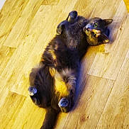 Calypso participe au concours pour gagner de l'argent avec cette photo : animal, belly_up, cat, companion, cozy, curious, cute, domestic, ears, feline, fluffy, fur, indoor, lying_down, paws, pet, relaxed, tail, whiskers, wooden_floor