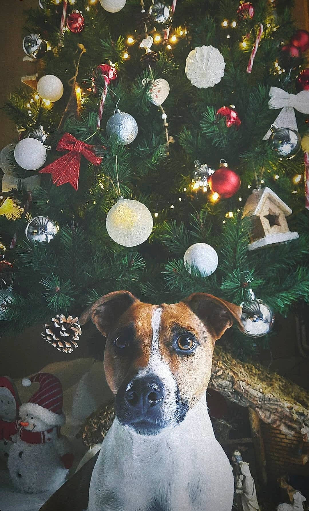 Over participe au concours pour gagner de l'argent avec cette photo : art, carnivore, christmas, christmas_decoration, christmas_eve, christmas_ornament, christmas_tree, companion_dog, conifer, dog, dog_breed, event, fawn, holiday, holiday_ornament, interior_design, ornament, plant, serveware, snout