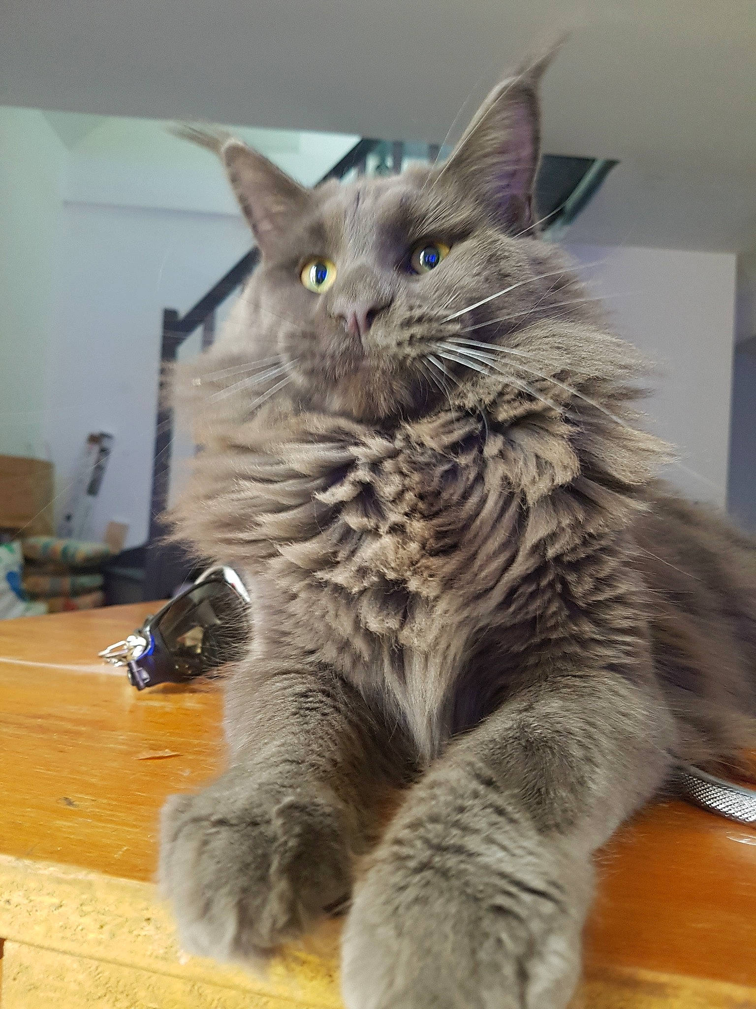 Oxmo a rejoint le concours — aidez-le/la à gagner de superbes lots ! asian, british_semi_longhair, carnivore, cat, domestic_long_haired_cat, domestic_short_haired_cat, dragon_li, european_shorthair, felidae, kitten, maine_coon, mammal, nebelung, norwegian_forest_cat, polydactyl_cat, russian_blue, small_to_medium_sized_cats, snout, vertebrate, whiskers
