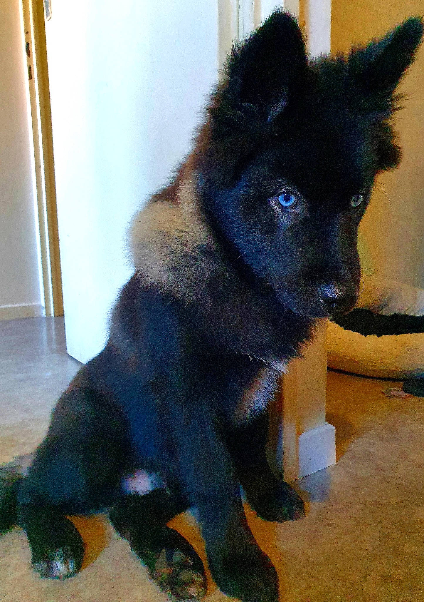 Aaron a rejoint le concours — aidez-le/la à gagner de superbes lots ! ancient_dog_breeds, black, canidae, carnivore, claw, companion_dog, dog, dog_breed, floor, flooring, foot, fur, herding_dog, king_shepherd, snout, sporting_group, tail, toe, working_animal, working_dog