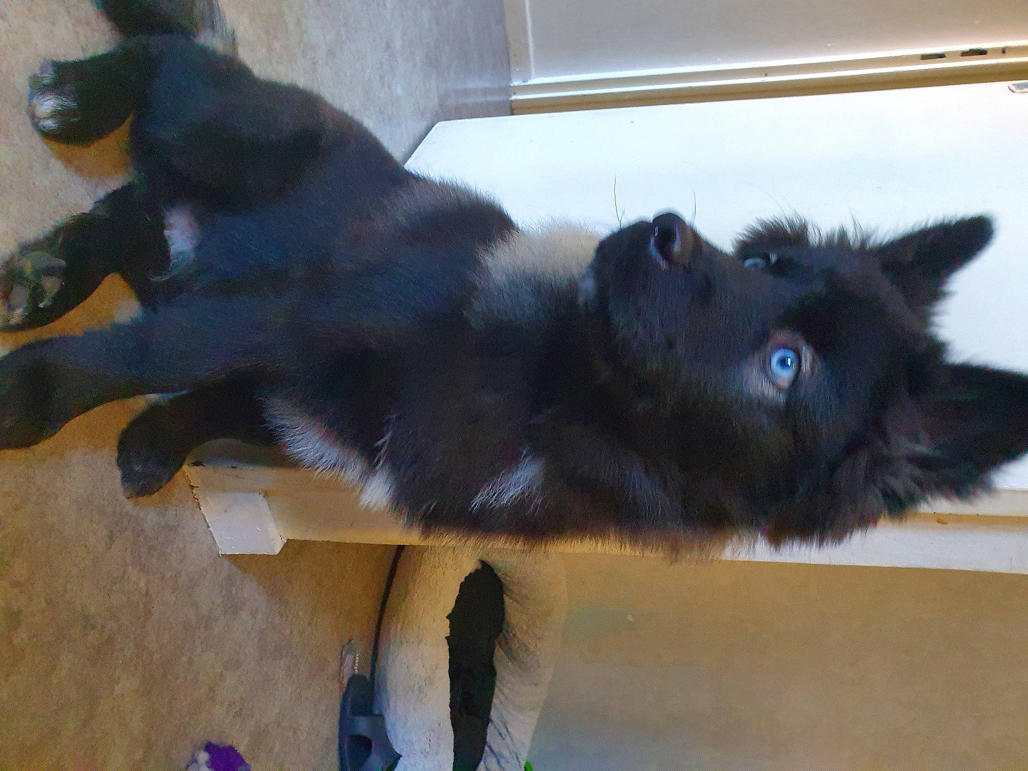 Aaron a rejoint le concours — aidez-le/la à gagner de superbes lots ! black, canidae, carnivore, companion_dog, dog, dog_breed, floor, foot, fur, organ, paw, snout, sporting_group, tail, vertebrate, working_animal, working_dog