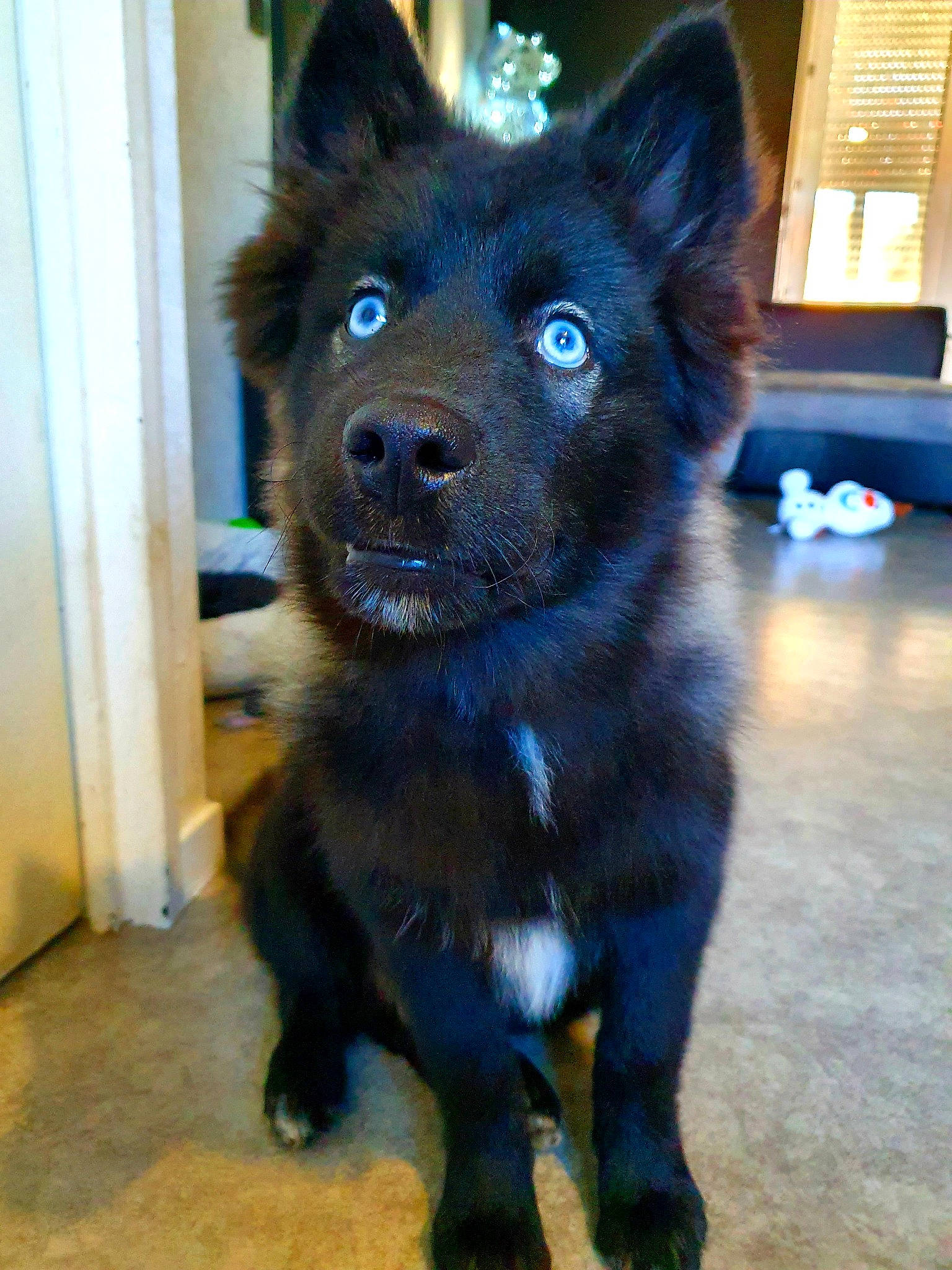 Aaron participe au concours pour gagner de l'argent avec cette photo : canidae, carnivore, companion_dog, couch, dog, dog_breed, floor, flooring, fur, herding_dog, king_shepherd, schipperke, snout, sporting_group, window_blind, working_animal, working_dog