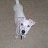 Luffy participe au concours pour gagner de l'argent avec cette photo :