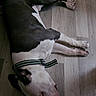 dog, lying_down, wooden_floor, collar, black_and_white, pet, domestic_animal, relaxed, sleeping, flooring, indoor, shoe, quiet, calm, resting, animal, companion, paw, head, fur