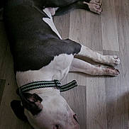 Zen participe au concours pour gagner de l'argent avec cette photo : dog, lying_down, wooden_floor, collar, black_and_white, pet, sleeping, indoor, paw, flooring, resting, domestic_animal, canine, quiet, relaxed, household, animal, fur, muzzle, ear