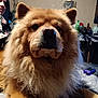 Beau is registered to the contest to win money with this photo: animal, bed, blanket, chow_chow, closeup, companion, cute, dog, ears, face, fluffy, fur, human, indoor, mammal, person, pet, portrait, relaxing, snout