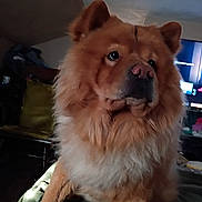 Beau joined the competition — help win amazing prizes! animal, blanket, chow_chow, companion, cozy, cute, dog, ears, face, fluffy, fur, furniture, indoor, living_room, mammal, nose, pet, portrait, relaxed, room