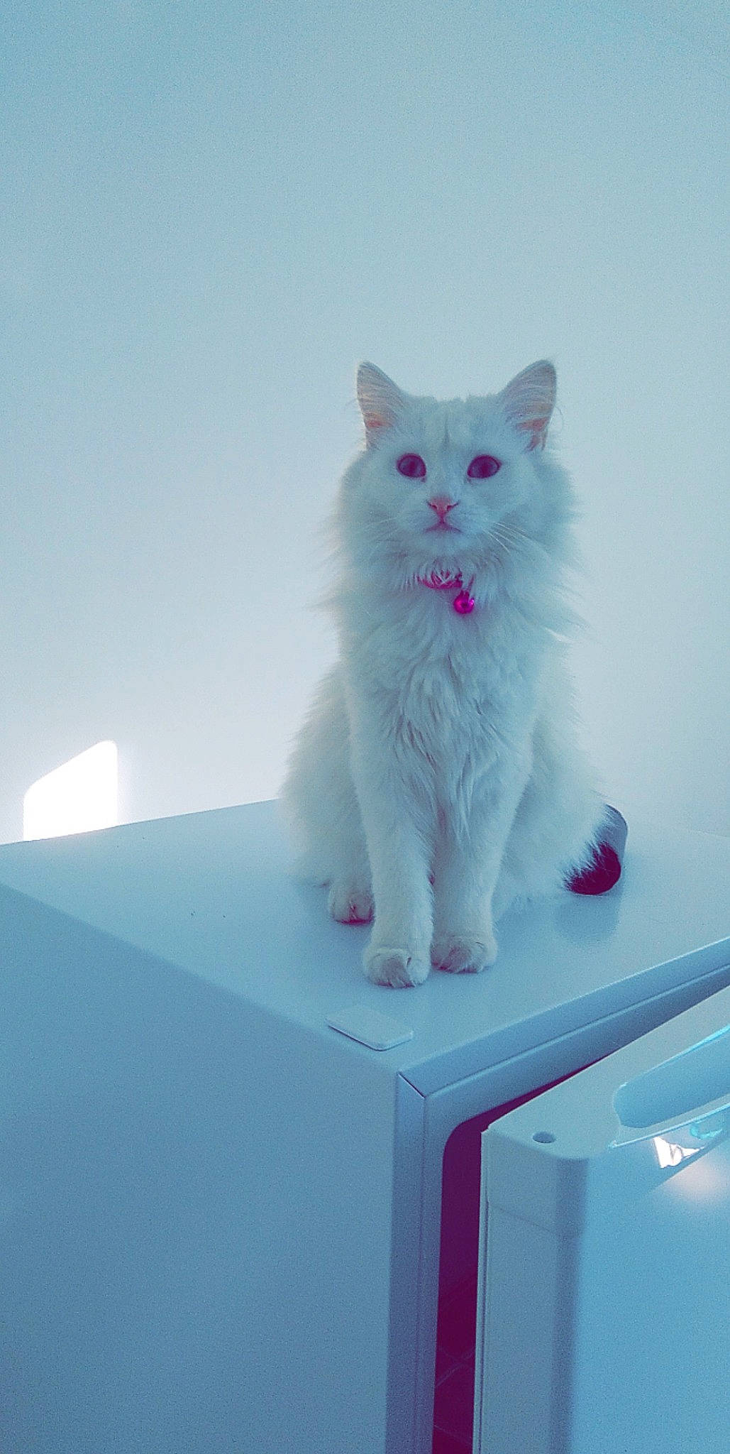 Magnolia participe au concours pour gagner de l'argent avec cette photo : british_longhair, carnivore, cat, composite_material, electric_blue, felidae, fur, gas, magenta, rectangle, small_to_medium_sized_cats, tail, whiskers, winter