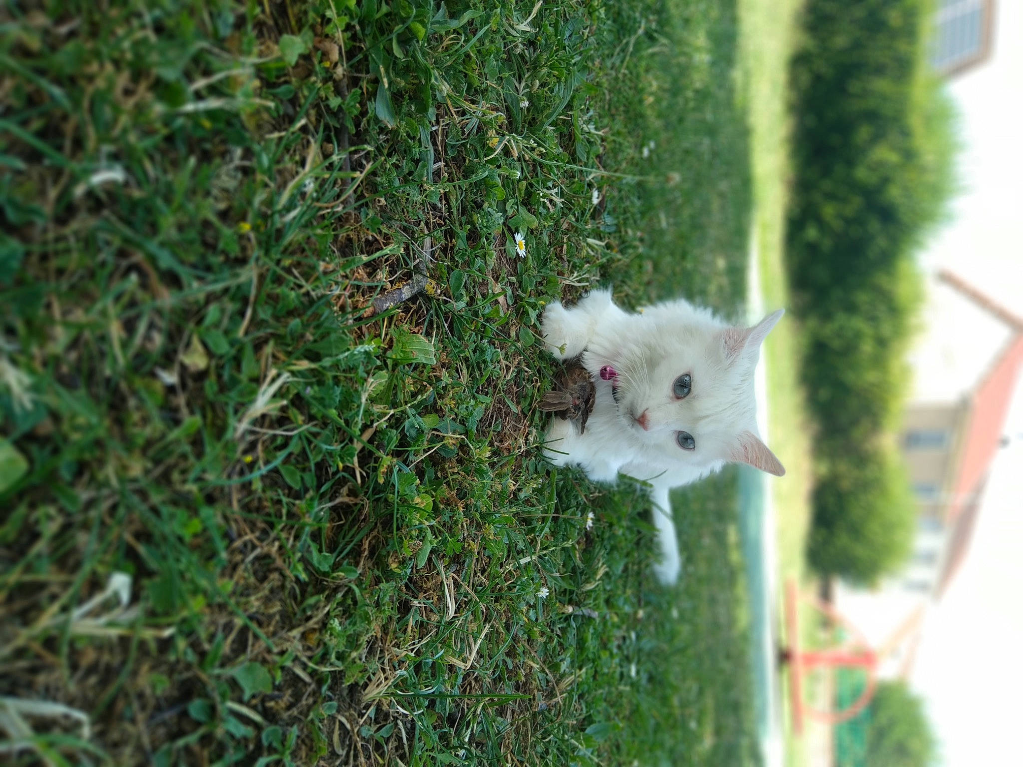 Magnolia participe au concours pour gagner de l'argent avec cette photo : carnivore, cat, companion_dog, dog_breed, domestic_short_haired_cat, fawn, felidae, fur, grass, grass_family, groundcover, plant, small_to_medium_sized_cats, snout, sporting_group, tail, tree, whiskers, wildlife, wood