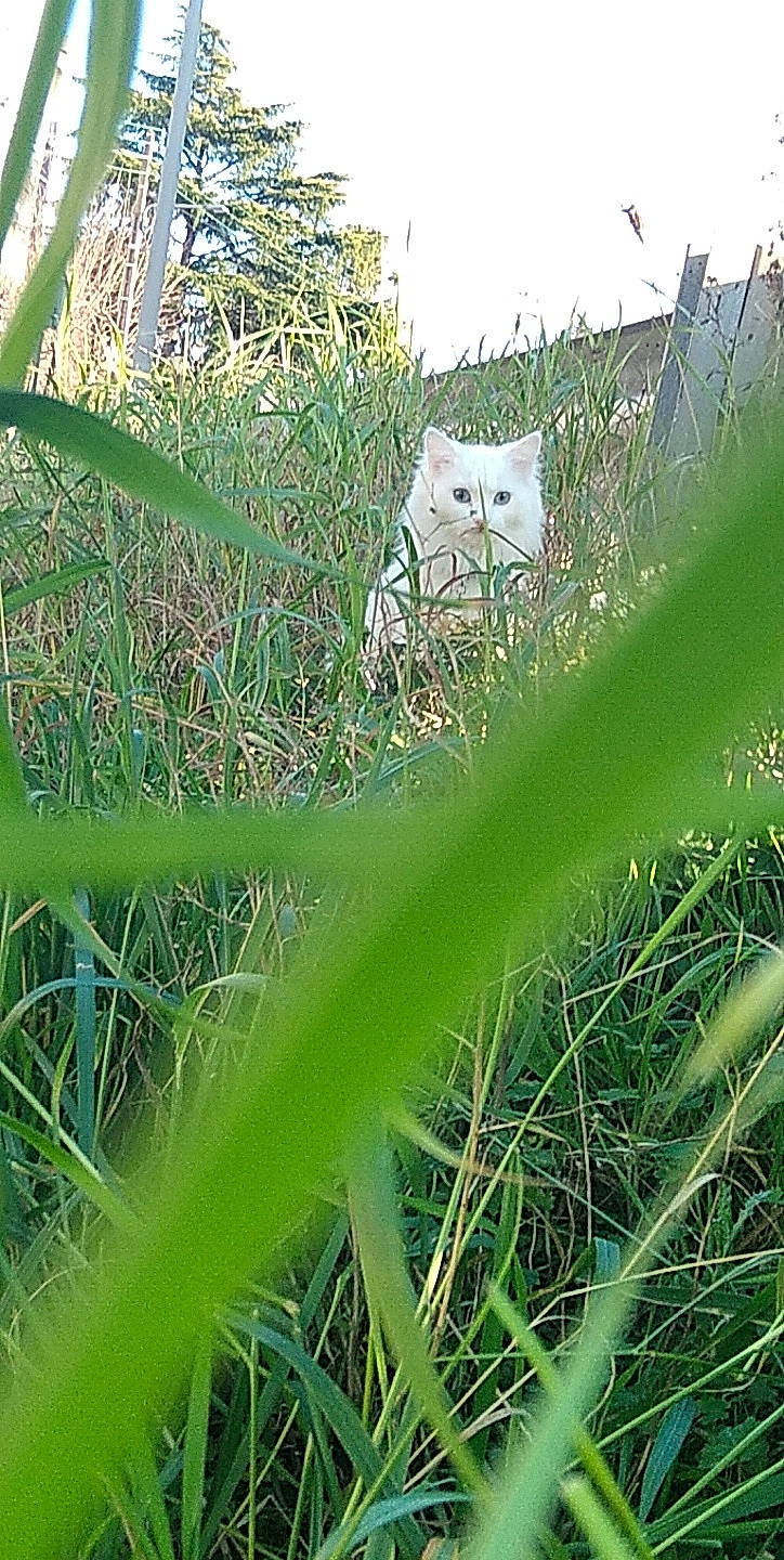 Magnolia participe au concours pour gagner de l'argent avec cette photo : arecales, cat, felidae, field, flowering_plant, grass, grass_family, grassland, meadow, owl, pasture, plant, plant_community, prairie, sky, terrestrial_animal, terrestrial_plant, tree, twig, vegetation