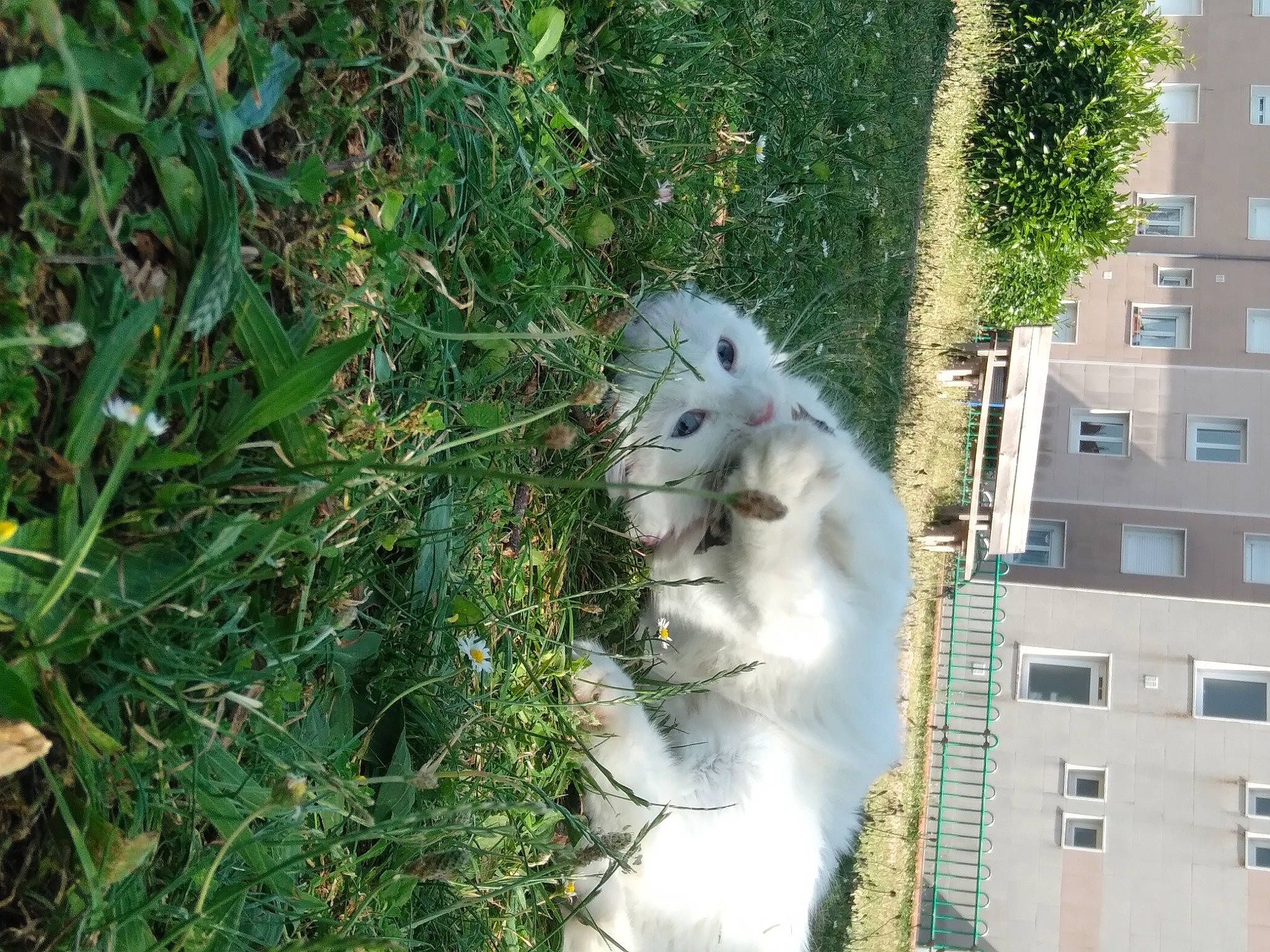 Magnolia participe au concours pour gagner de l'argent avec cette photo : apartment, building, canidae, carnivore, cat, companion_dog, dog_breed, domestic_short_haired_cat, facade, felidae, fur, grass, house, plant, small_to_medium_sized_cats, terrestrial_animal, tree, whiskers, window, wire_fencing