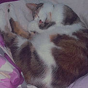 Ice Tea participe au concours pour gagner de l'argent avec cette photo : animal, bed, blanket, cat, comfort, cozy, cute, domestic_animal, feline, floral_pattern, fur, indoor, napping, paw, pet, purple, resting, sleeping, soft, whiskers