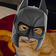 Garfield is registered to the contest to win money with this photo: cat, orange_tabby, mask, batman, pet, animal, feline, blanket, indoor, resting, cute, costume, ears, face, fur, sleepy, cozy, domestic, mammal, closeup
