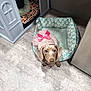 Mia joined the competition — help win amazing prizes! dog, dachshund, pet_bed, dog_house, pink_dress, floor, indoor, paw_prints, looking_up, cute, animal, small_dog, cozy, home, furniture, canine, domestic_animal, dress, bow, resting_place