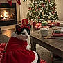 cat, christmas_tree, fireplace, stockings, presents, blanket, cup, hot_cocoa, whipped_cream, books, gingerbread_cookie, holiday_decor, red_dress, bow, living_room, festive, cozy, wooden_table, lights, winter