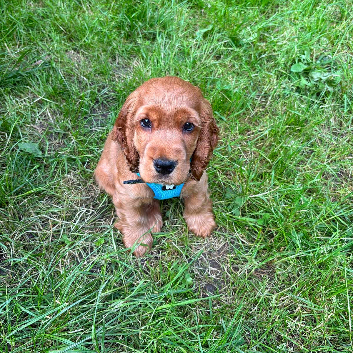 Achille a rejoint le concours — aidez-le/la à gagner de superbes lots ! animal, ball, canine, cockerspaniel, dog, field, grass, grassland, green, lawn, nature, outdoors, pet, plant, poodle, puppy, summer, tree, vegetation, yard