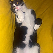 Atom participe au concours pour gagner de l'argent avec cette photo : cat, black_and_white, pet, animal, feline, relaxed, lying_down, yellow_blanket, cute, whiskers, paw, indoor, fur, pink_nose, sleepy, cozy, resting, domestic_cat, soft, playful