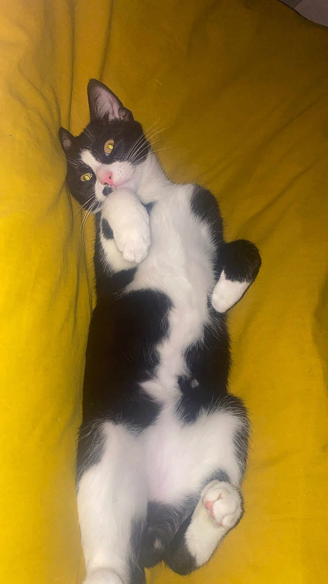Atom participe au concours pour gagner de l'argent avec cette photo : cat, black_and_white, pet, animal, feline, relaxed, lying_down, yellow_blanket, cute, whiskers, paw, indoor, fur, pink_nose, sleepy, cozy, resting, domestic_cat, soft, playful