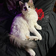 Callie is registered to the contest to win money with this photo: cat, kitten, pet, feline, white_fur, tabby, green_eyes, whiskers, fluffy_tail, paws, bed, blanket, pillow, rose_pattern, indoor, portrait, close_up, relaxed, cozy, looking_up