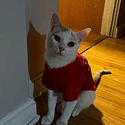 Michi is registered to the contest to win money with this photo: cat, white_cat, red_shirt, wooden_floor, indoor, shadow, curious, pet, animal, domestic_cat, sitting, floor, wall, corner, ears, whiskers, tail, fur, looking_up, house