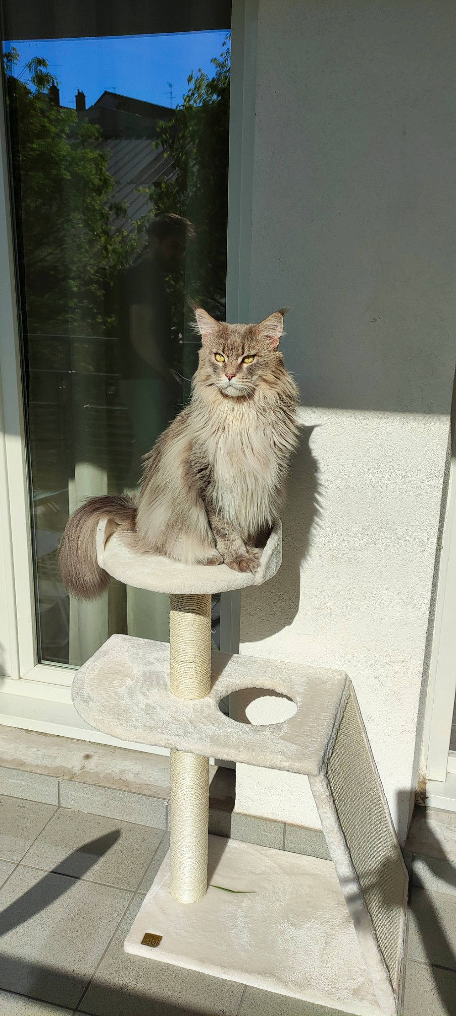 Link a rejoint le concours — aidez-le/la à gagner de superbes lots ! art, carnivore, cat, cat_furniture, cat_supply, domestic_short_haired_cat, fawn, felidae, fur, grey, house, pet_supply, room, shelf, shelving, small_to_medium_sized_cats, tail, whiskers, window, wood