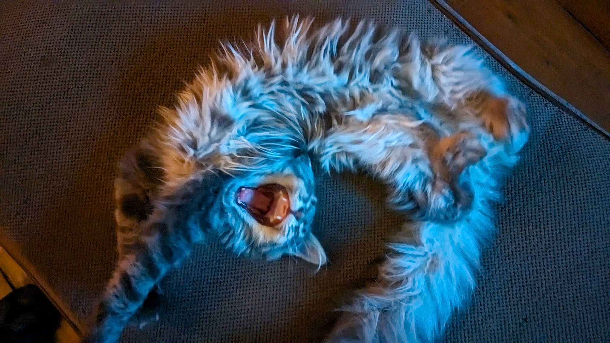 Isaac joined the competition — help win amazing prizes! bengal_tiger, big_cats, canidae, dog_breed, electric_blue, fashion_accessory, fawn, feather, felidae, fur, linens, siberian_tiger, sleeve, small_to_medium_sized_cats, tail, toy, whiskers, wildlife, wing, wool