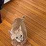 animal, cat, curious, cute, domestic, door, ears_up, feline, flooring, indoor, looking_up, orange_tabby, pet, playful, small_toy, standing, stuffed_animal, tail_up, toy, wooden_floor